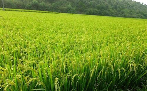 稻田雜草抗藥性不斷增強，農戶們該如何有效應對？