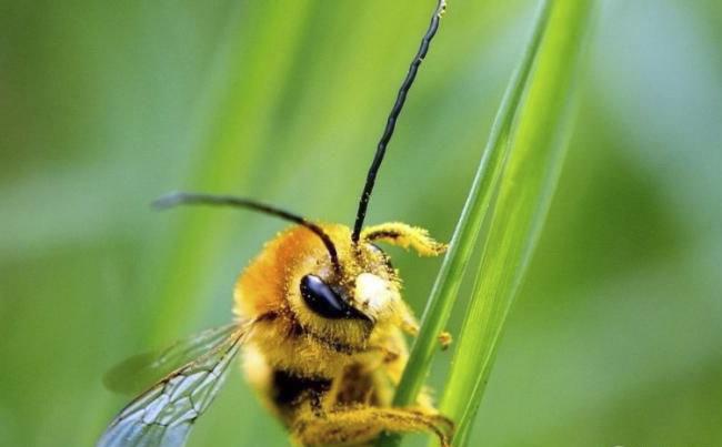 新煙堿類農藥已進入衰退期，呋蟲胺將何去何從？