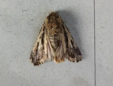 警惕！草地貪夜蛾已入侵河北省7個(gè)縣